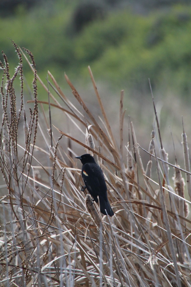 Red-winged Blackbird - ML622210495