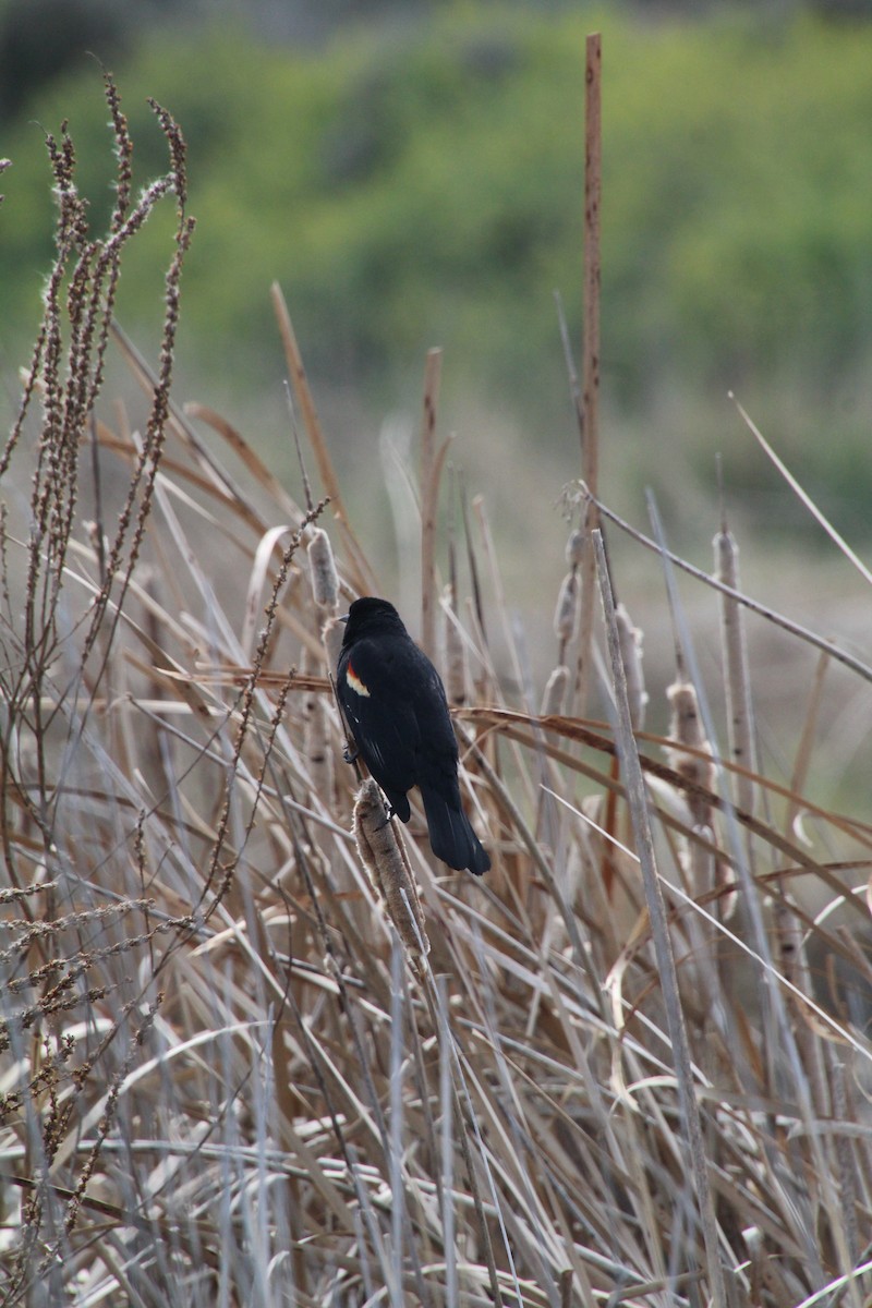 Red-winged Blackbird - ML622210497