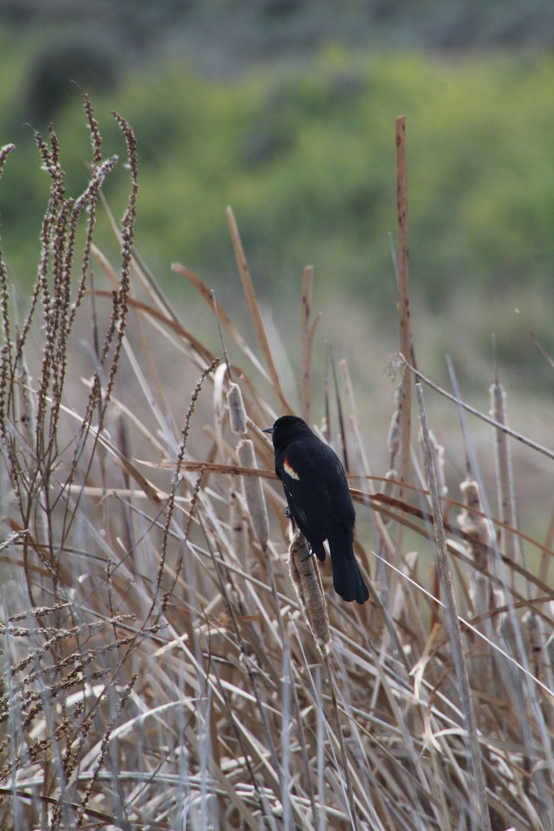 Red-winged Blackbird - ML622210498