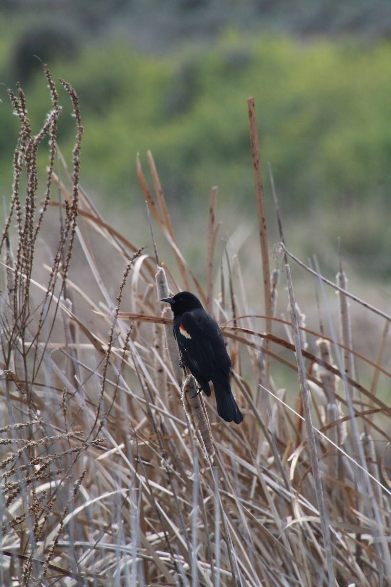 Red-winged Blackbird - ML622210499