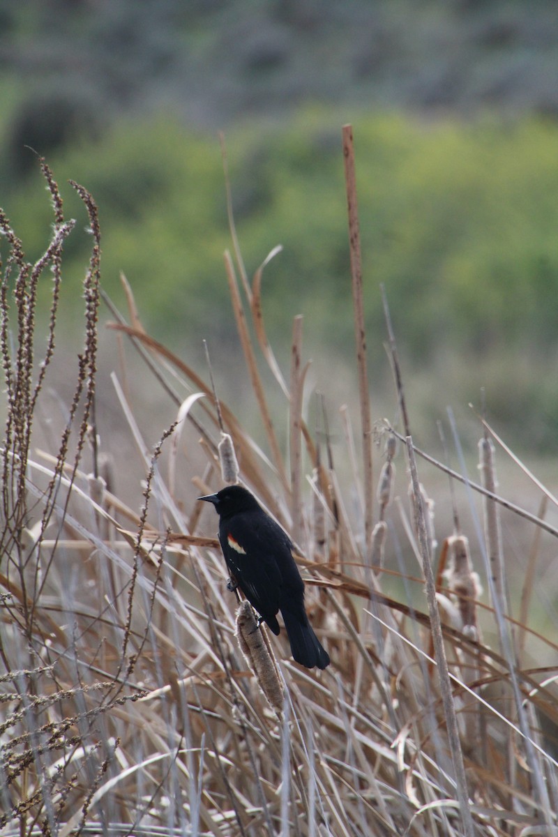 Red-winged Blackbird - ML622210501