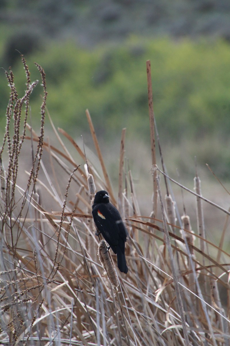 Red-winged Blackbird - ML622210502