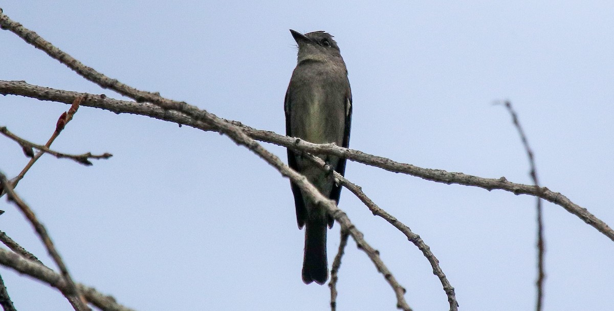 Western Wood-Pewee - ML622210539