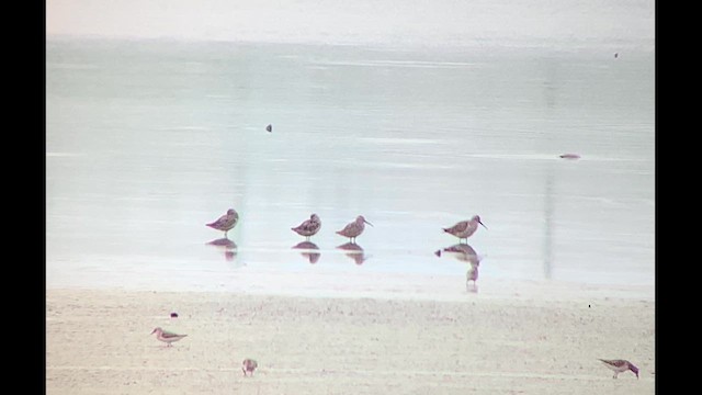 Stilt Sandpiper - ML622210550