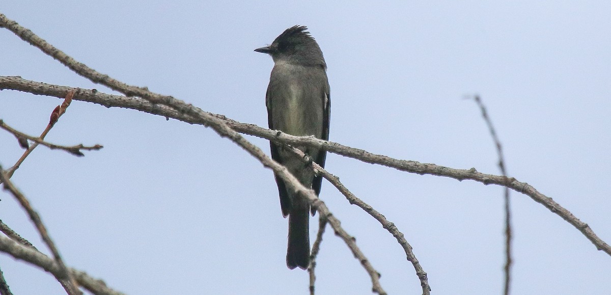 Western Wood-Pewee - ML622210551