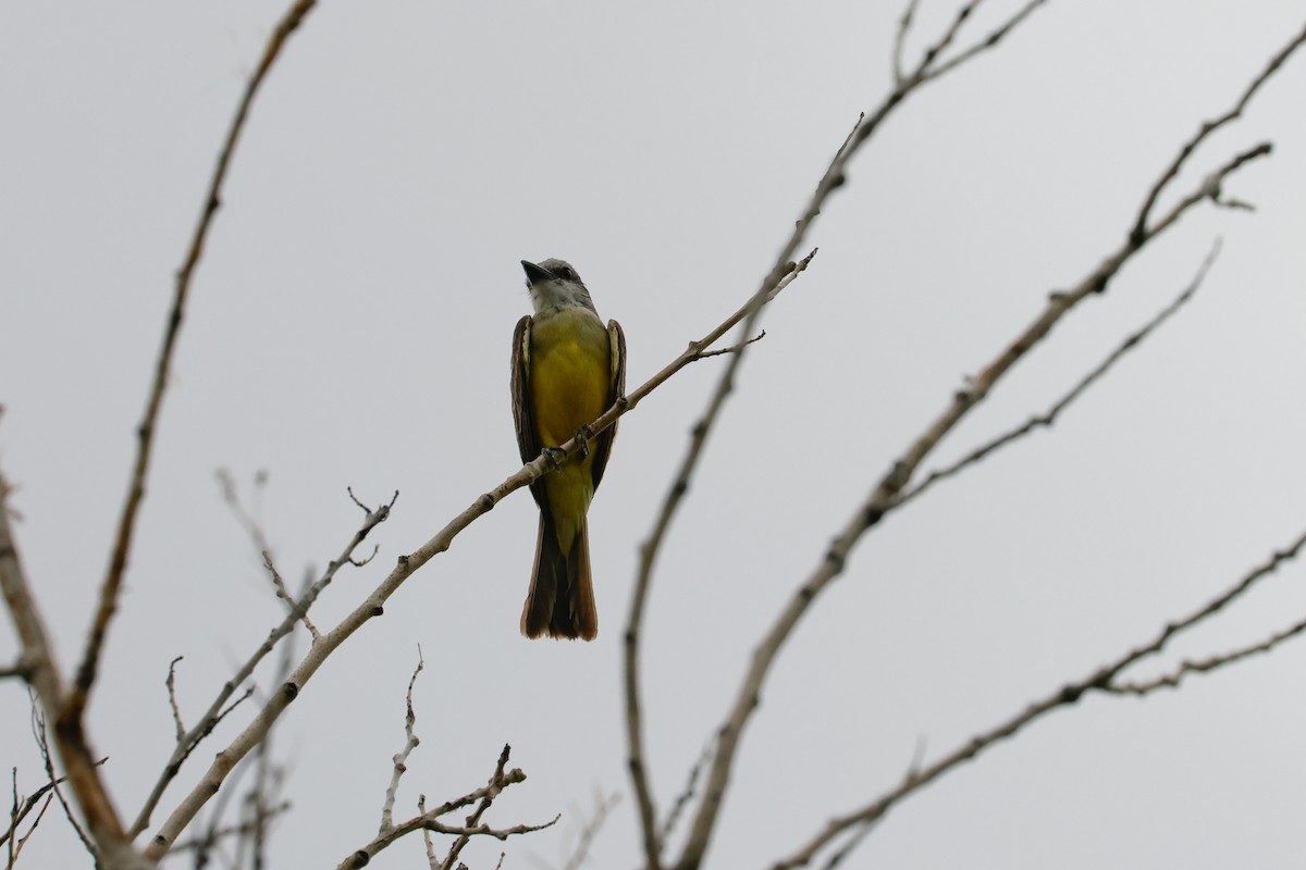 Tropical Kingbird - ML622210587