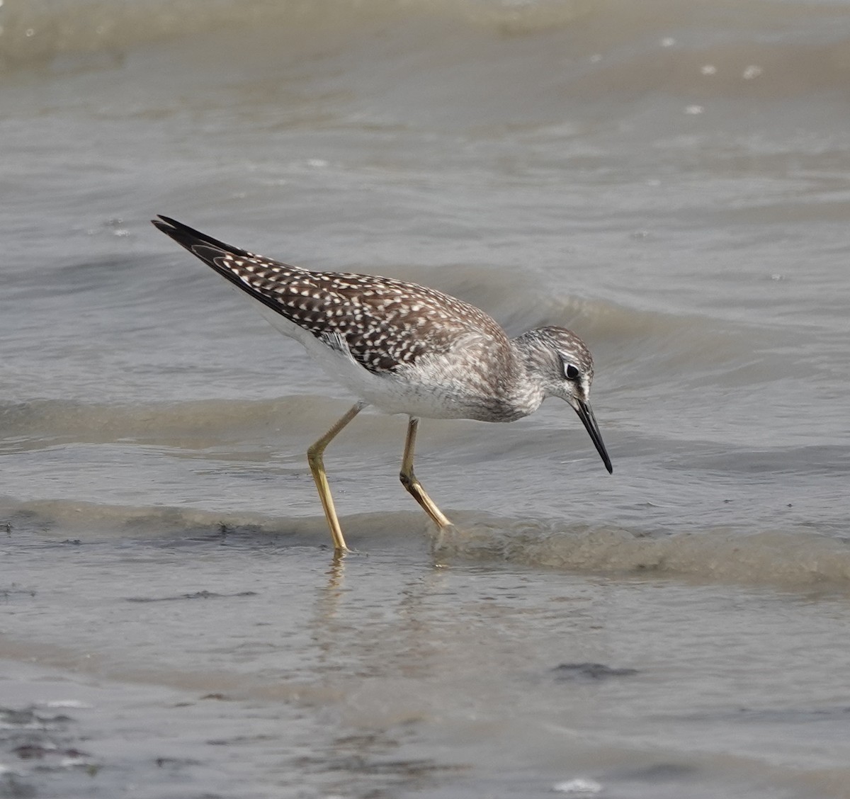 Lesser Yellowlegs - ML622210607