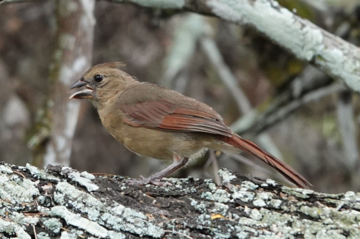 Northern Cardinal - ML622210608