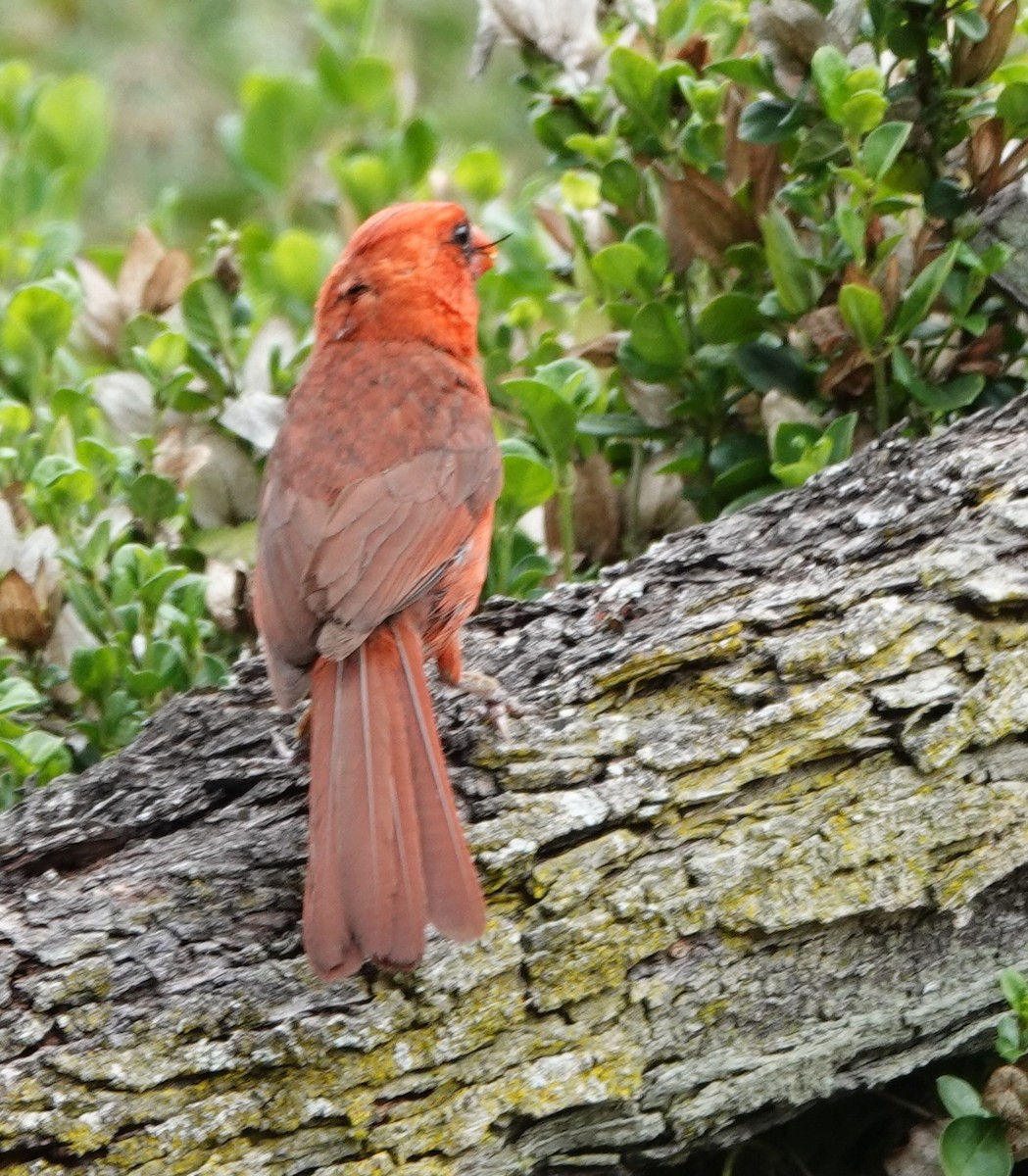 Northern Cardinal - ML622210609