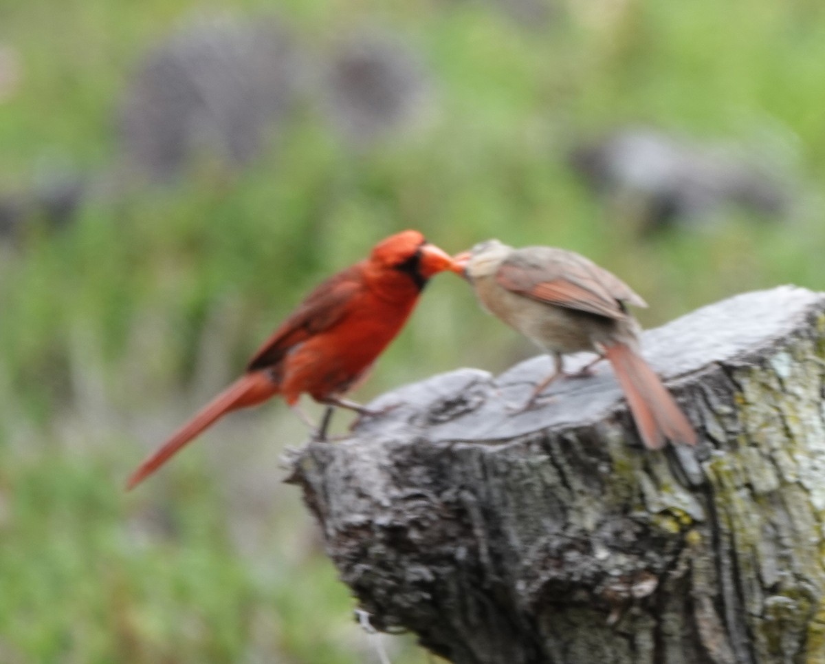 Northern Cardinal - ML622210610