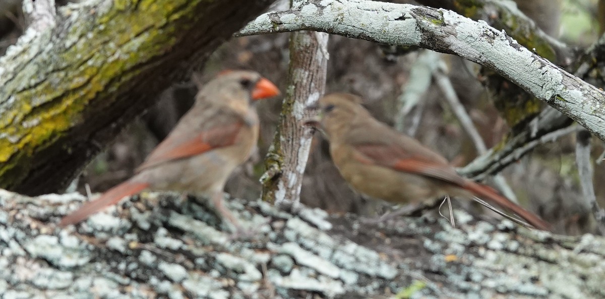 Northern Cardinal - ML622210611