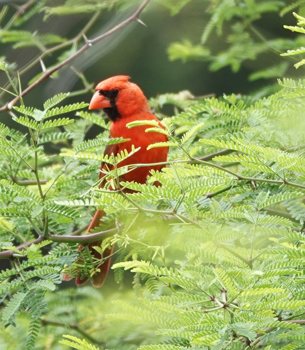 Northern Cardinal - ML622210612