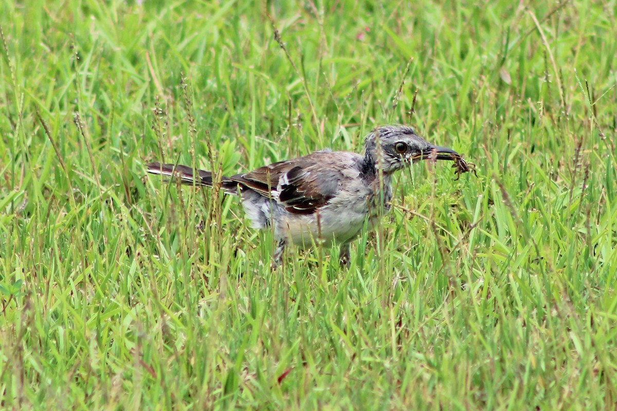 Northern Mockingbird - ML622210613