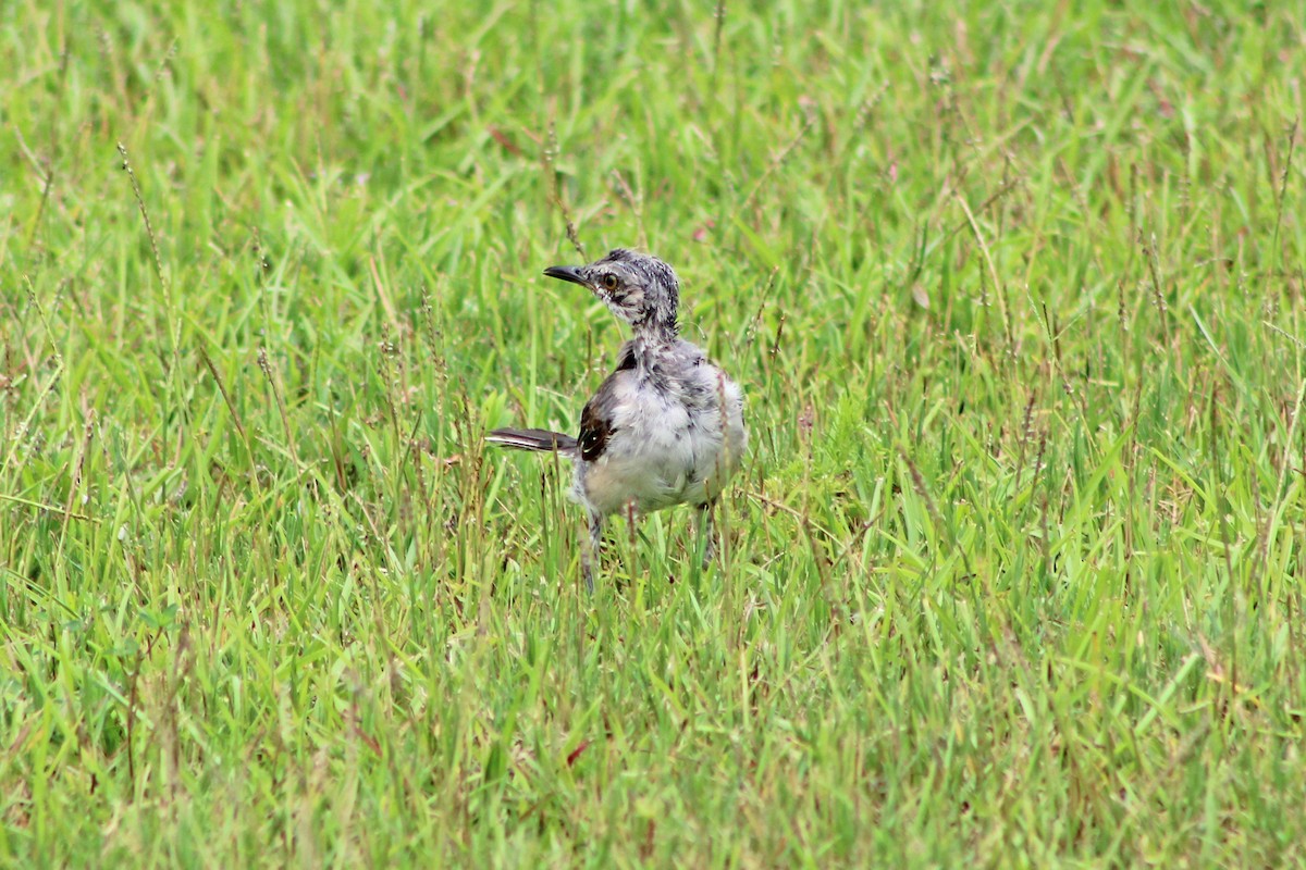 Northern Mockingbird - ML622210614