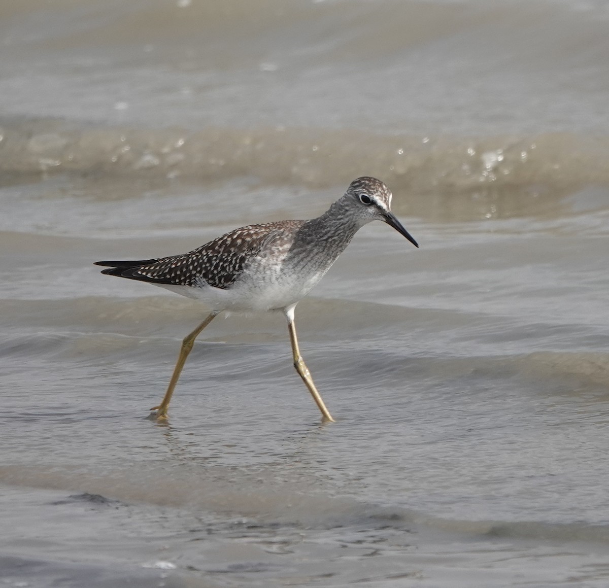 Lesser Yellowlegs - ML622210615