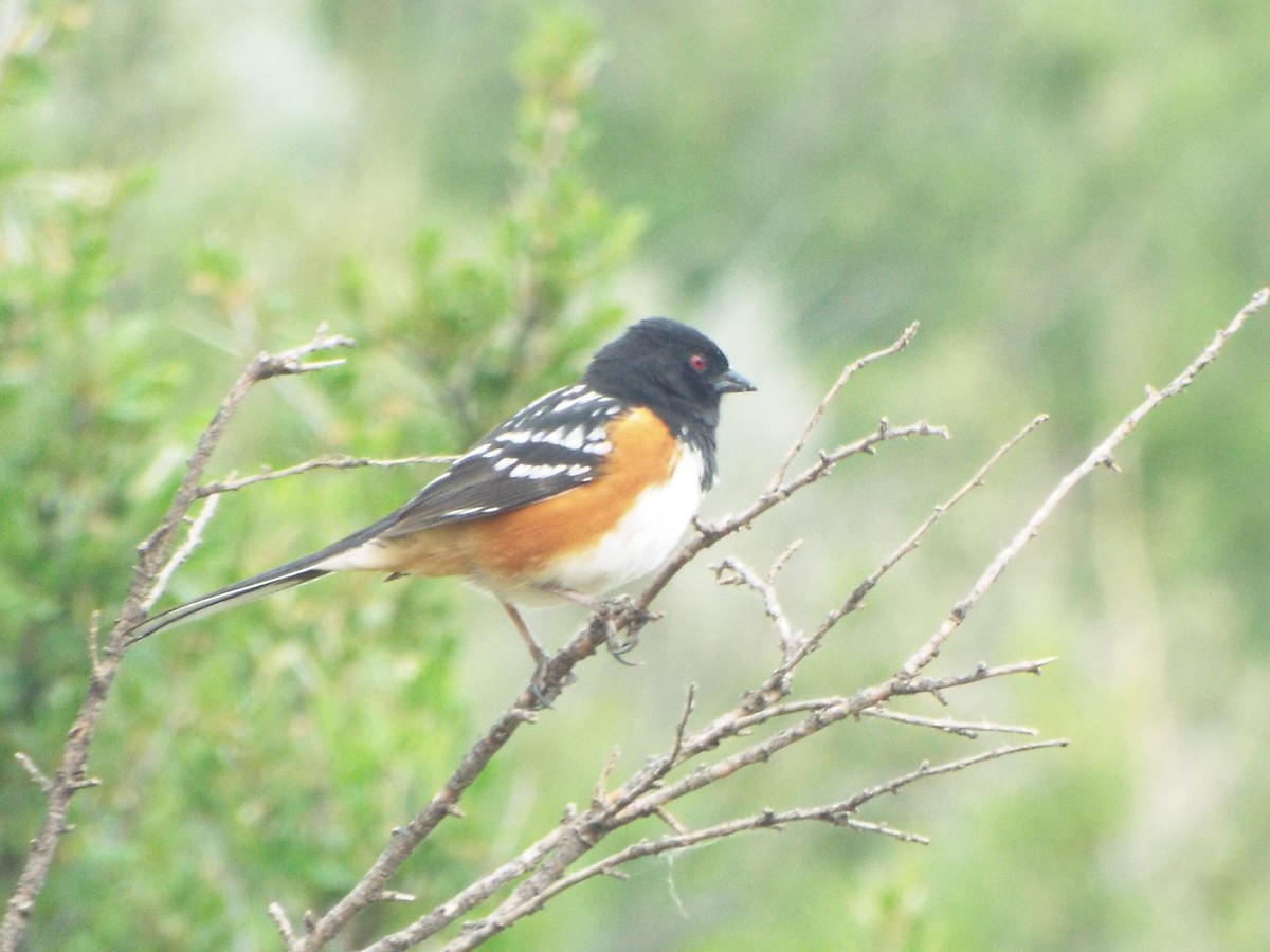 Spotted Towhee (maculatus Group) - ML622210616