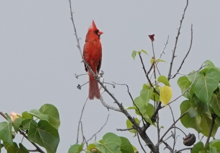 Northern Cardinal - ML622210617