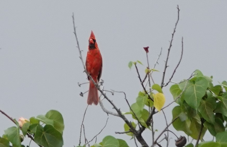 Northern Cardinal - ML622210618