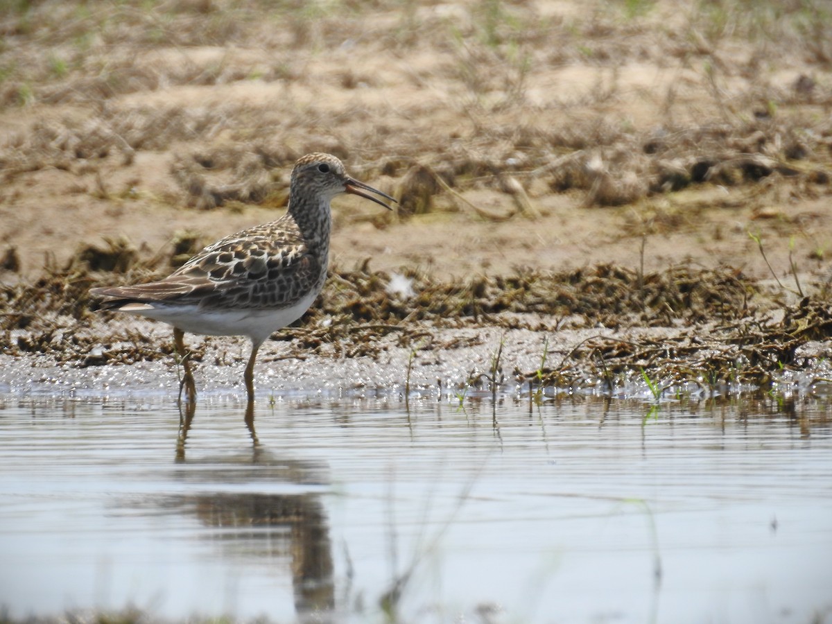 Pectoral Sandpiper - ML622210619