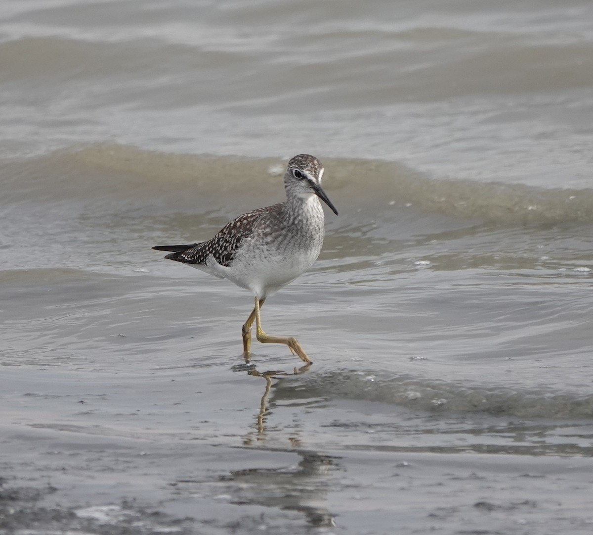 Lesser Yellowlegs - ML622210620