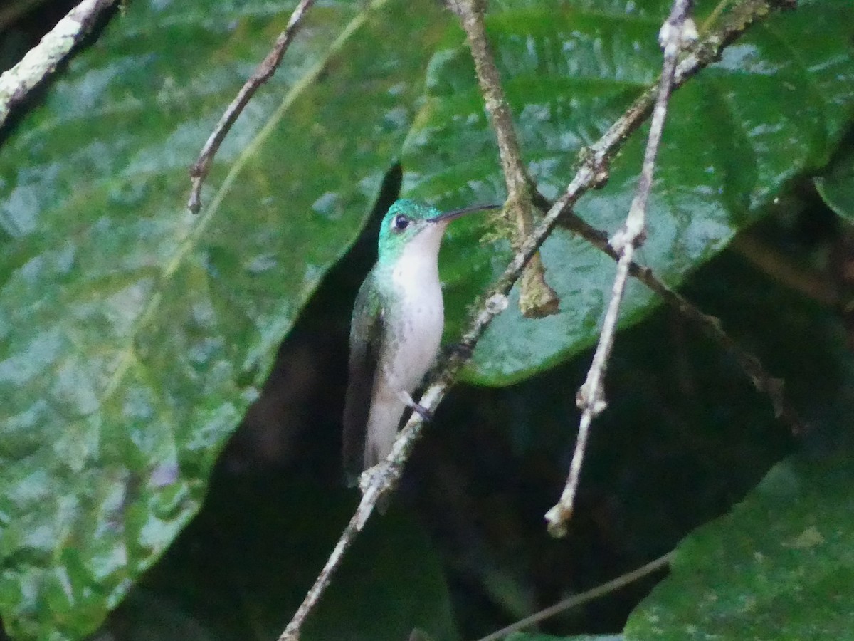 Andean Emerald - ML622210621