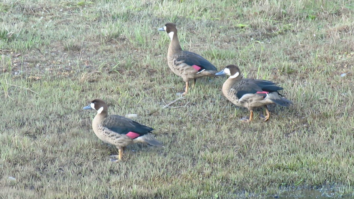 Spectacled Duck - WINNIE POON