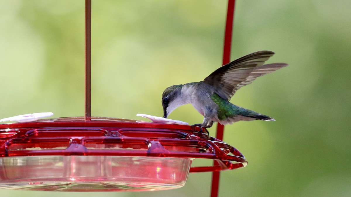 Ruby-throated Hummingbird - ML622210623