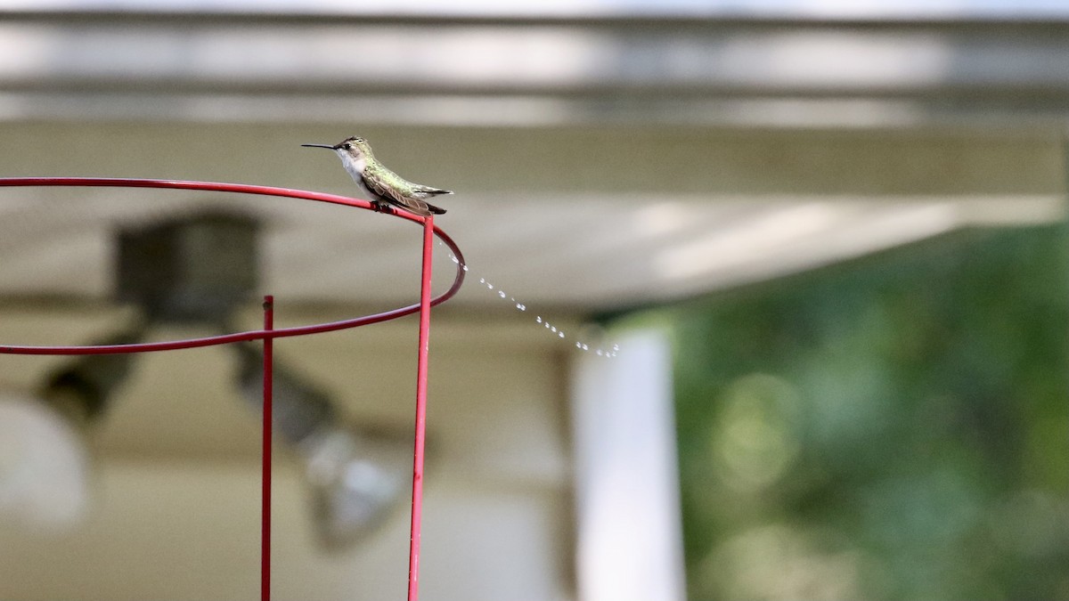 Ruby-throated Hummingbird - ML622210624