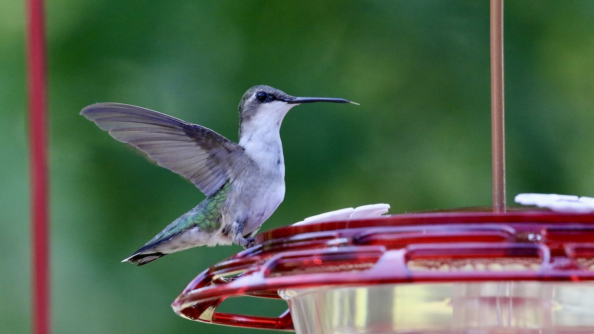 Ruby-throated Hummingbird - ML622210625