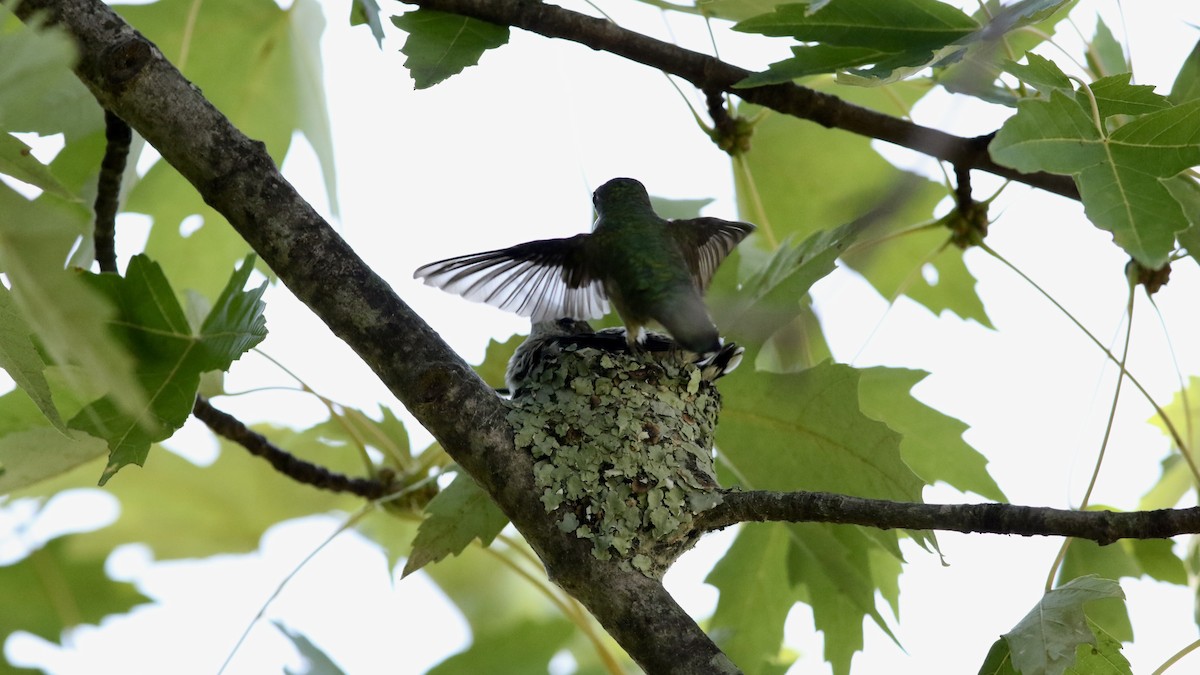 Ruby-throated Hummingbird - ML622210626