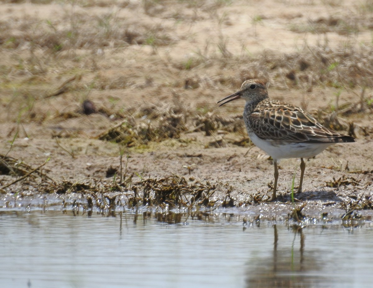 Pectoral Sandpiper - ML622210627