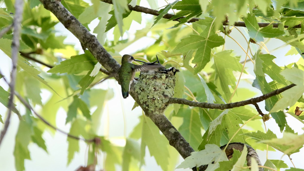 Ruby-throated Hummingbird - ML622210628