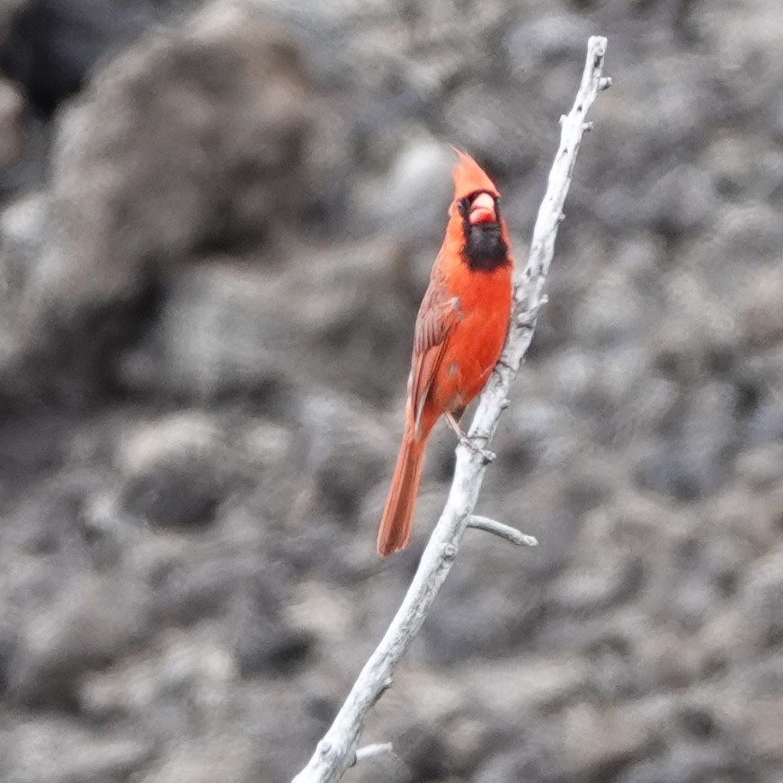 Northern Cardinal - ML622210629