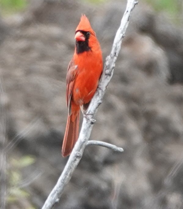 Northern Cardinal - ML622210630