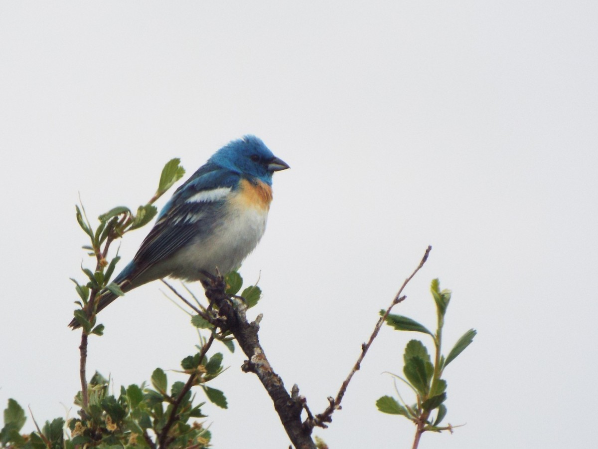 Lazuli Bunting - ML622210635