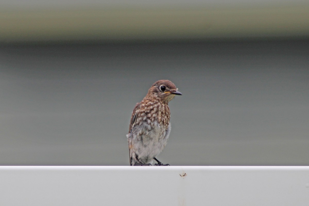 Eastern Bluebird - ML622210637