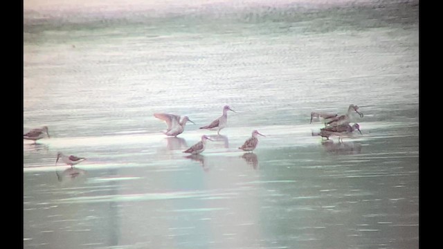 Stilt Sandpiper - ML622210650