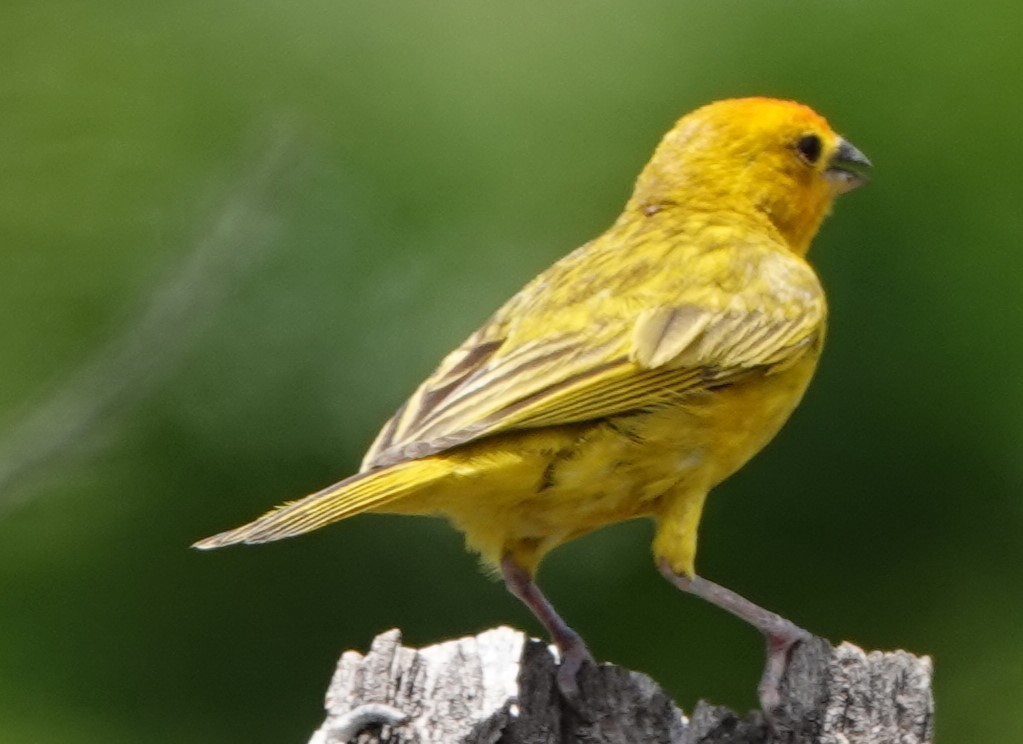 Saffron Finch - ML622210670