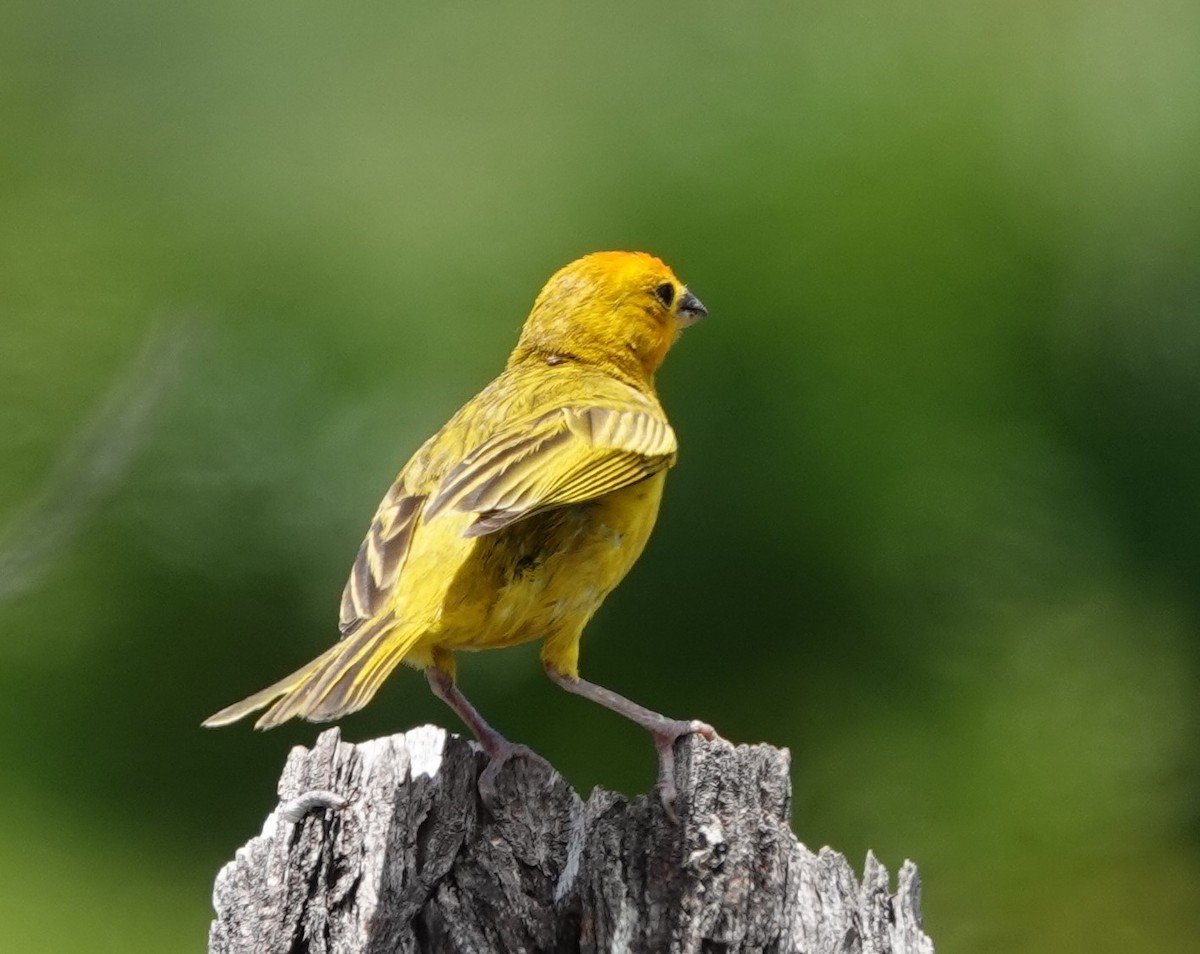 Saffron Finch - ML622210671