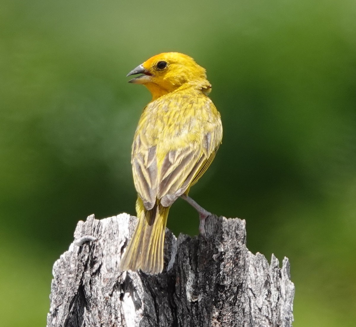 Saffron Finch - ML622210672