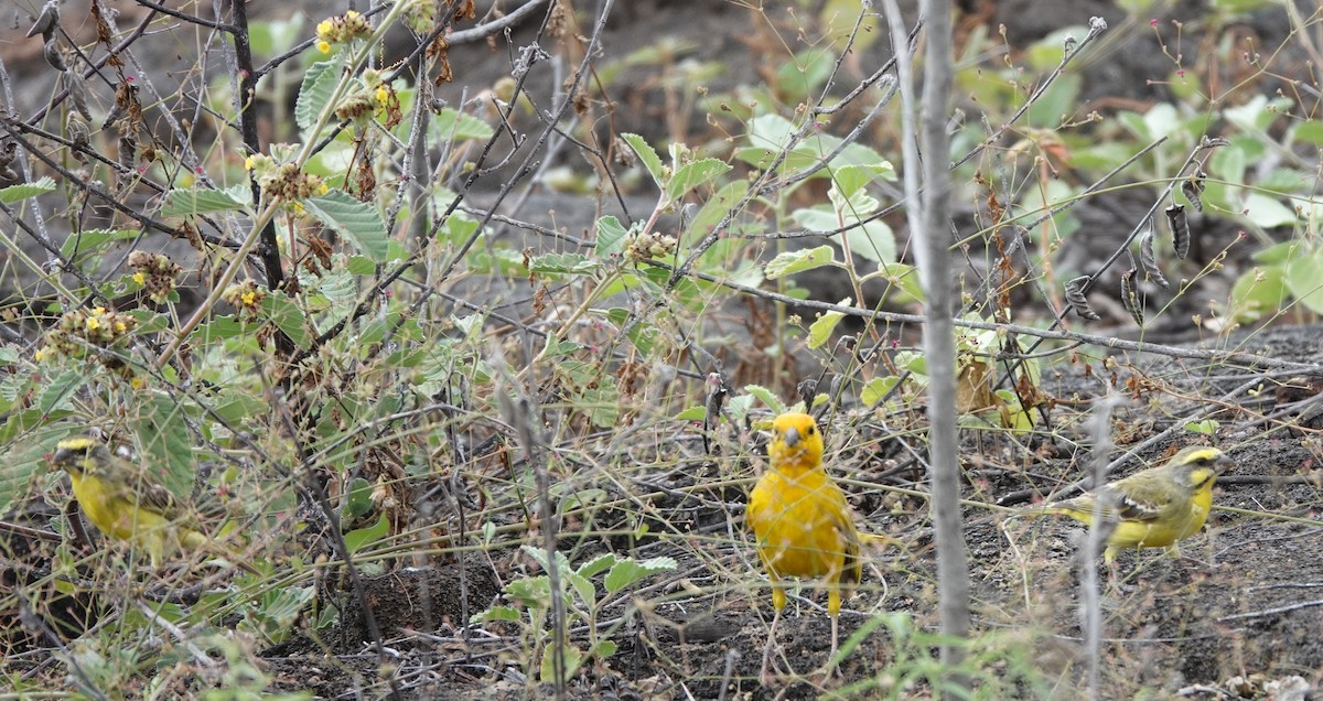 Saffron Finch - ML622210691