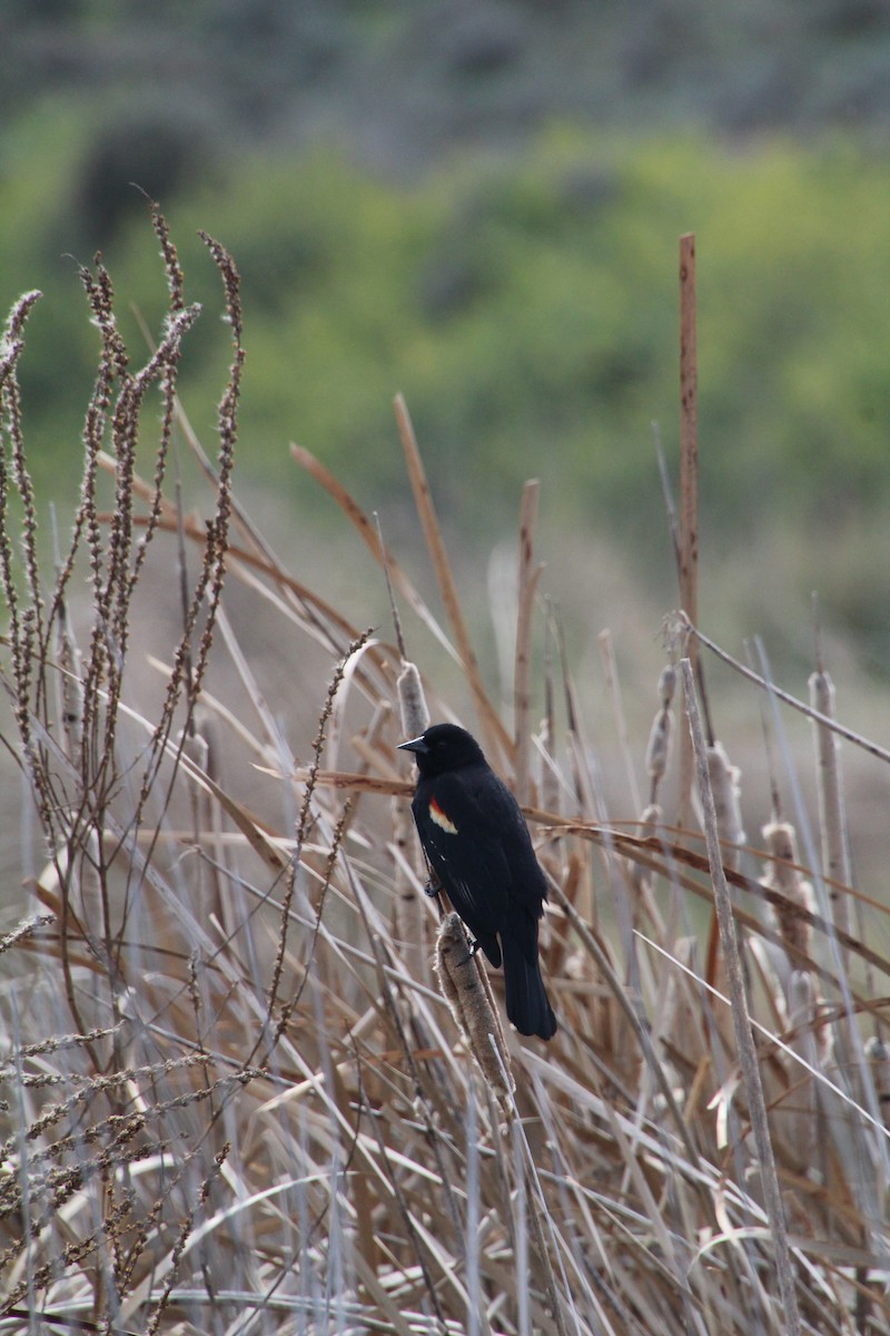 Red-winged Blackbird - ML622210717