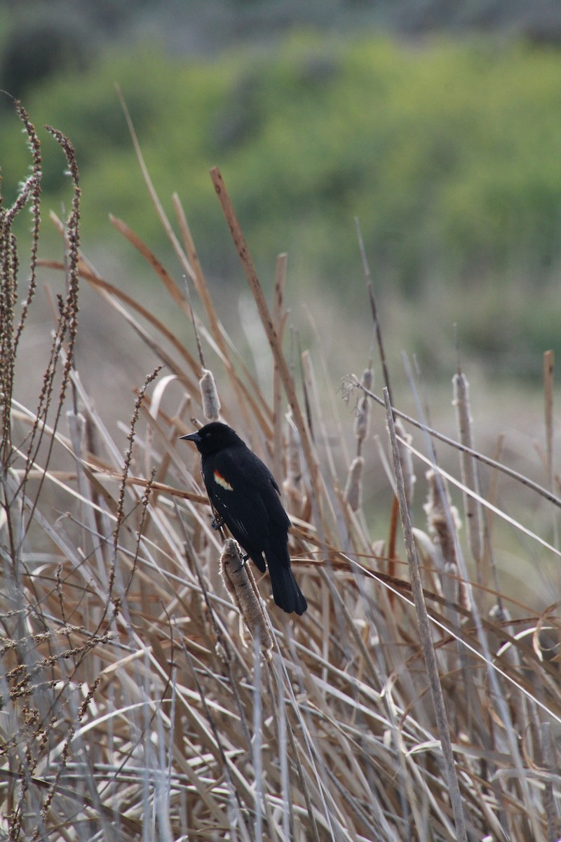 Red-winged Blackbird - ML622210718