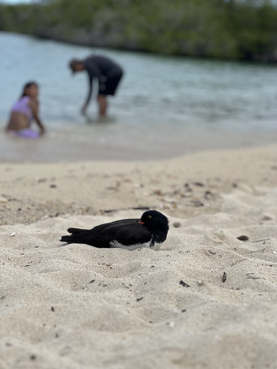 American Oystercatcher - ML622210803