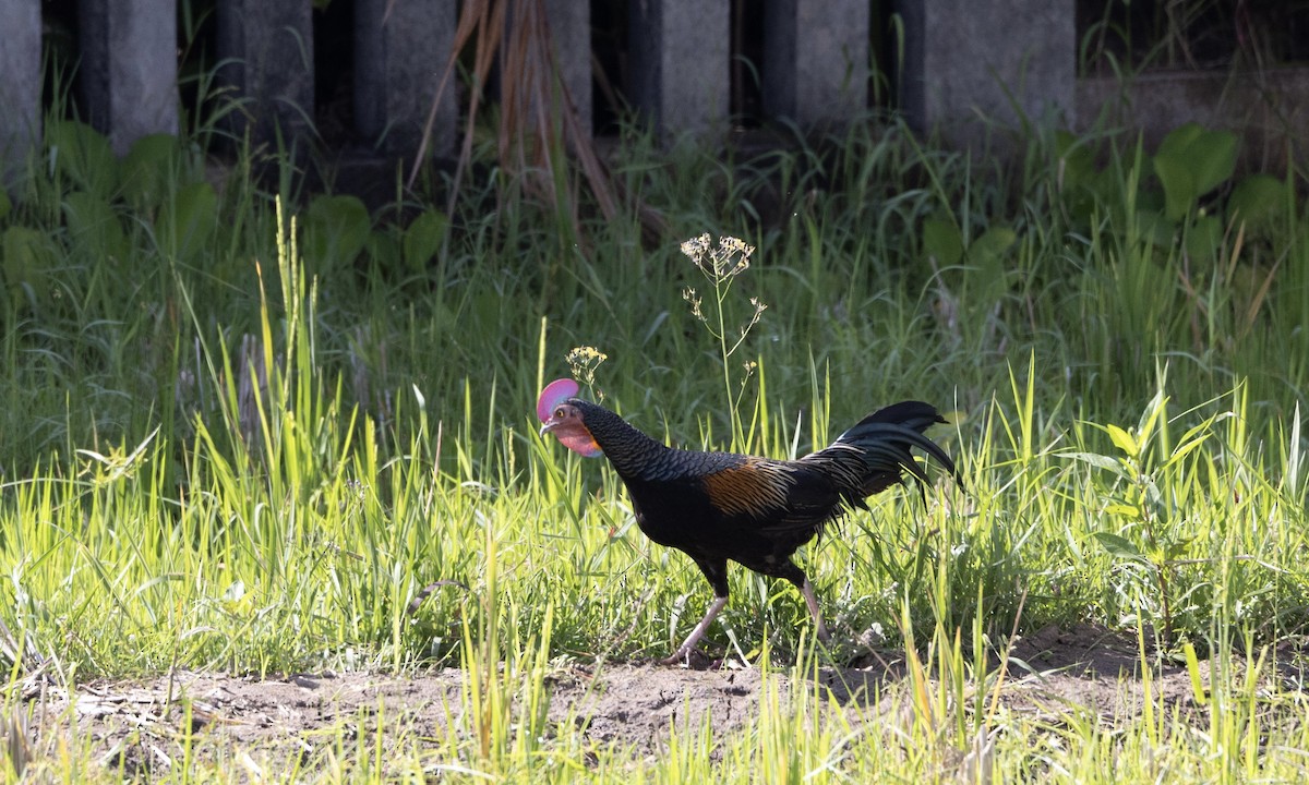 Green Junglefowl - ML622210870