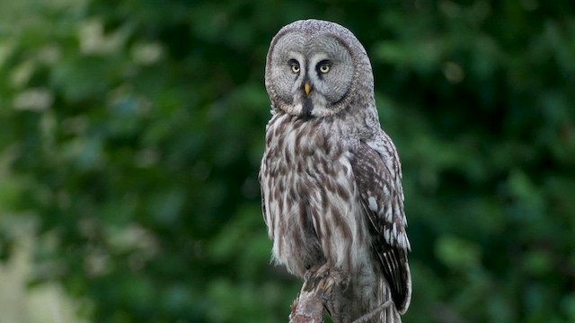 Great Gray Owl - ML622210910