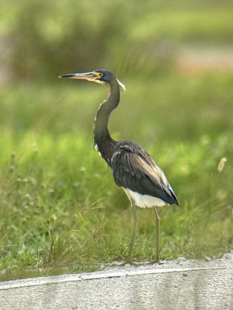 Tricolored Heron - ML622210941