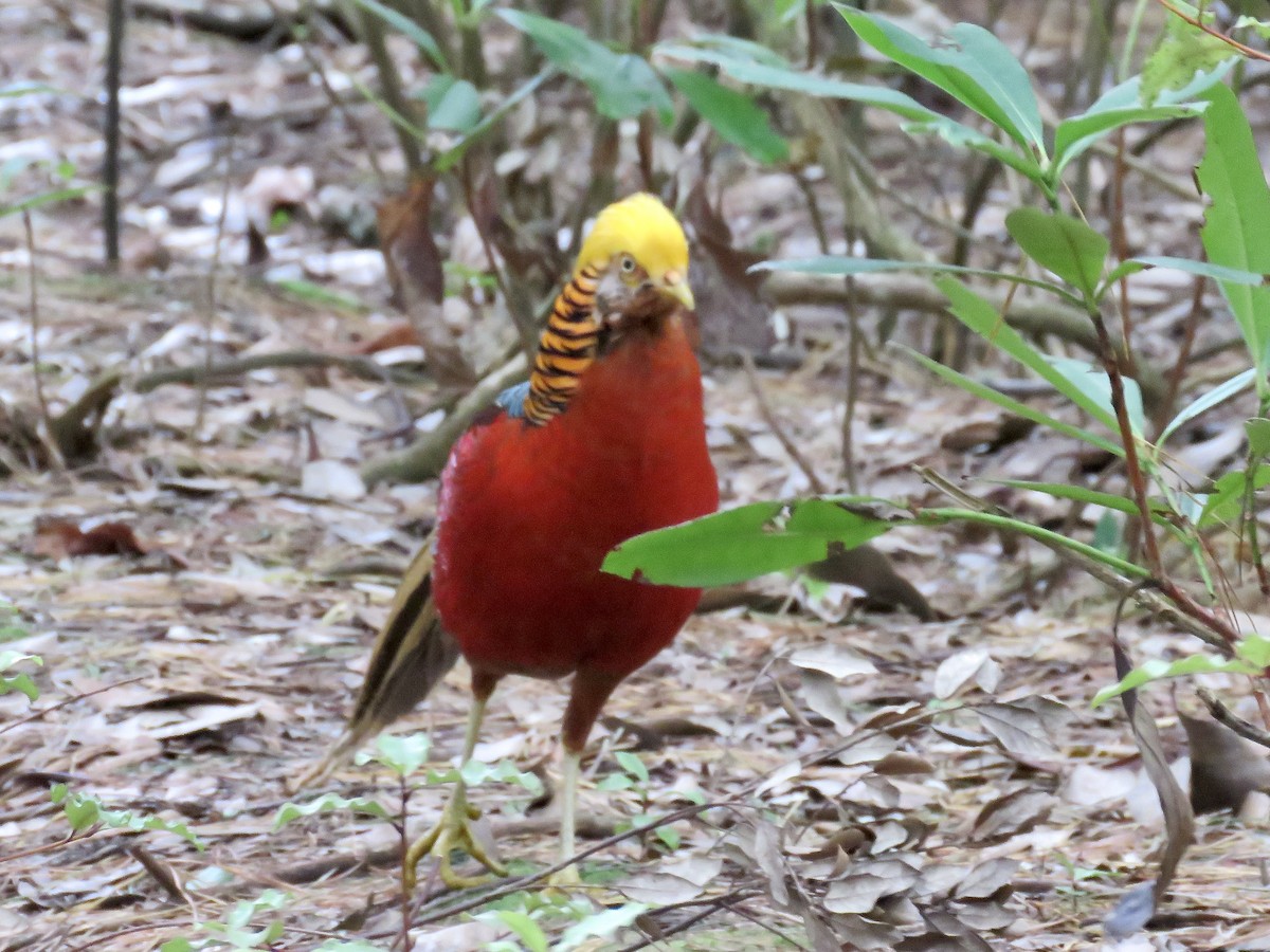 Golden Pheasant - ML622211041