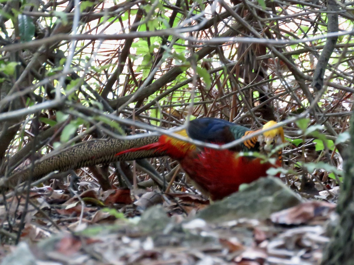 Golden Pheasant - Simon Pearce