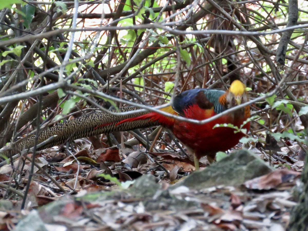 Golden Pheasant - ML622211052